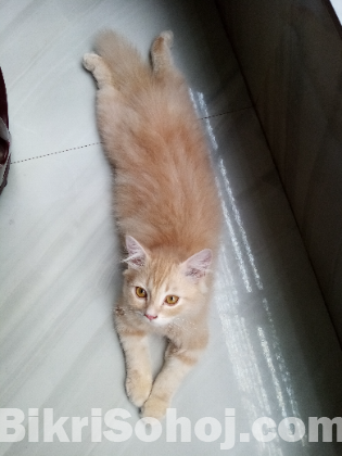 Persian cat